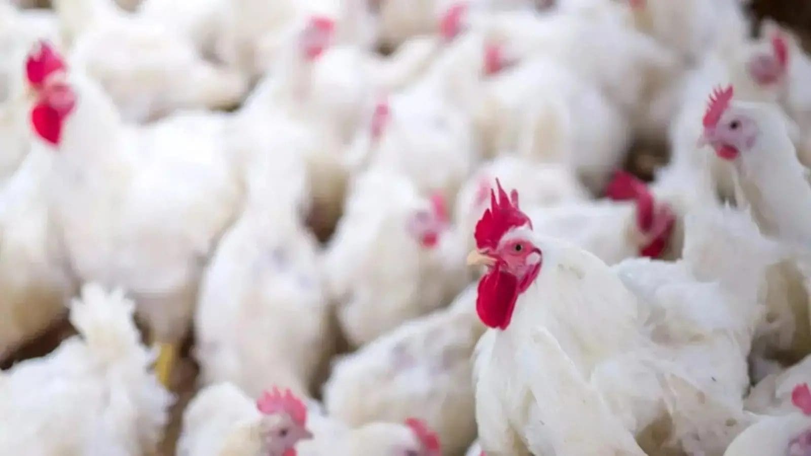 Namibia bans poultry imports from South Africa due to avian influenza