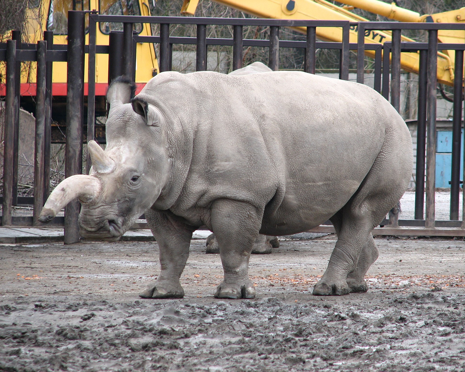 Could the Northern White Rhino be saved?