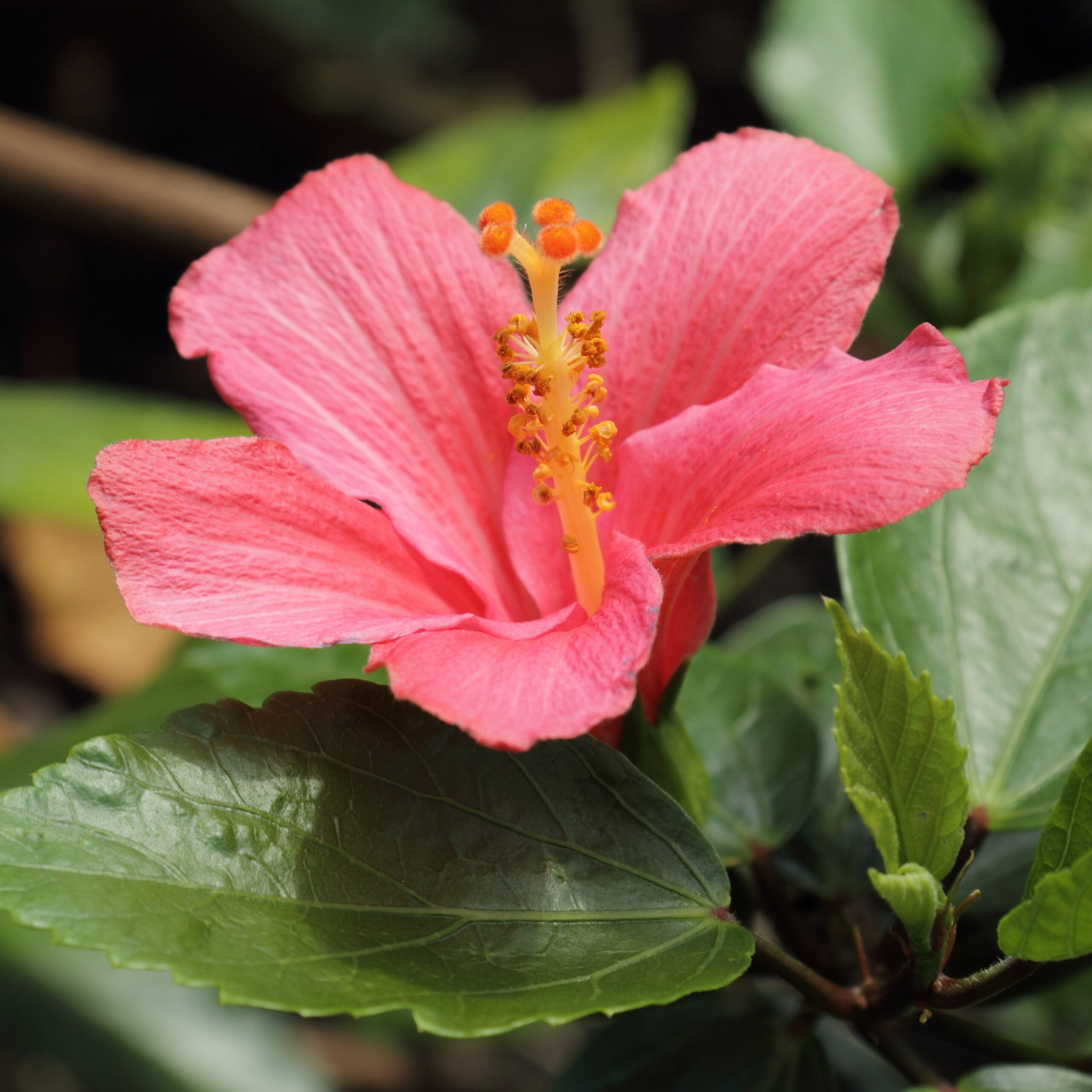Hibiscus Sudanensis: The exquisite flower of Sudan