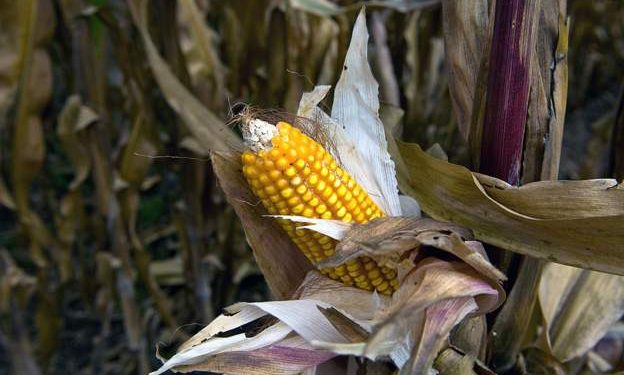 Kenyan court rejects challenge to GM crops