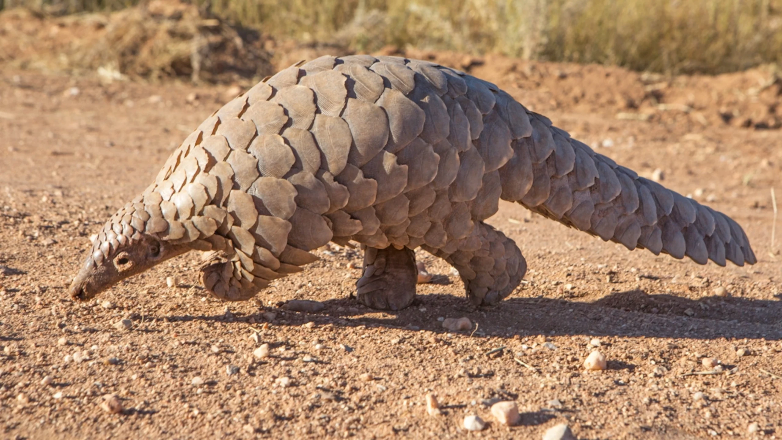 Nigeria destroys seized pangolin parts in bid to fight wildlife trafficking