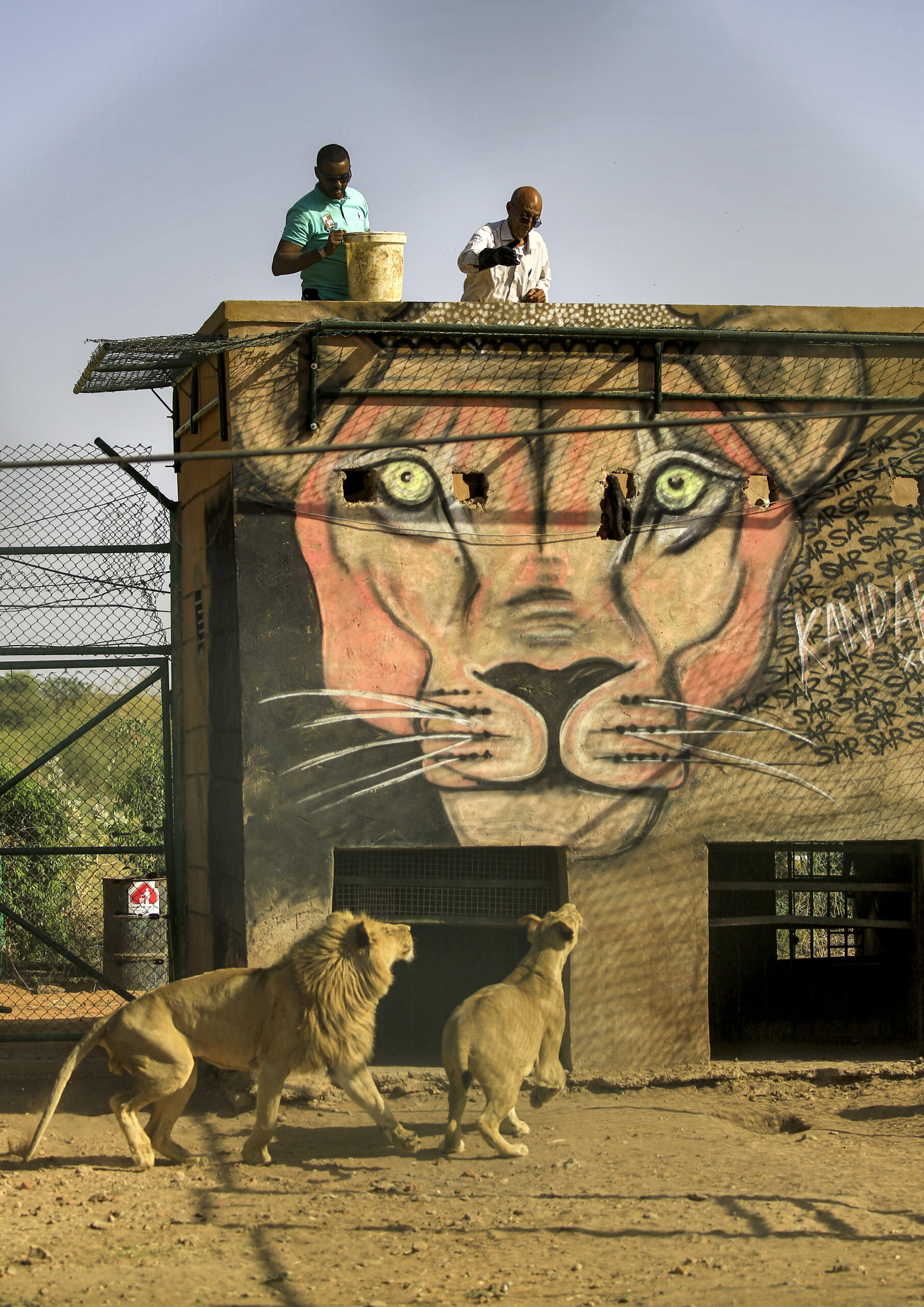 Straight out of Khartoum: Mission to rescue lions, hyenas from war zone