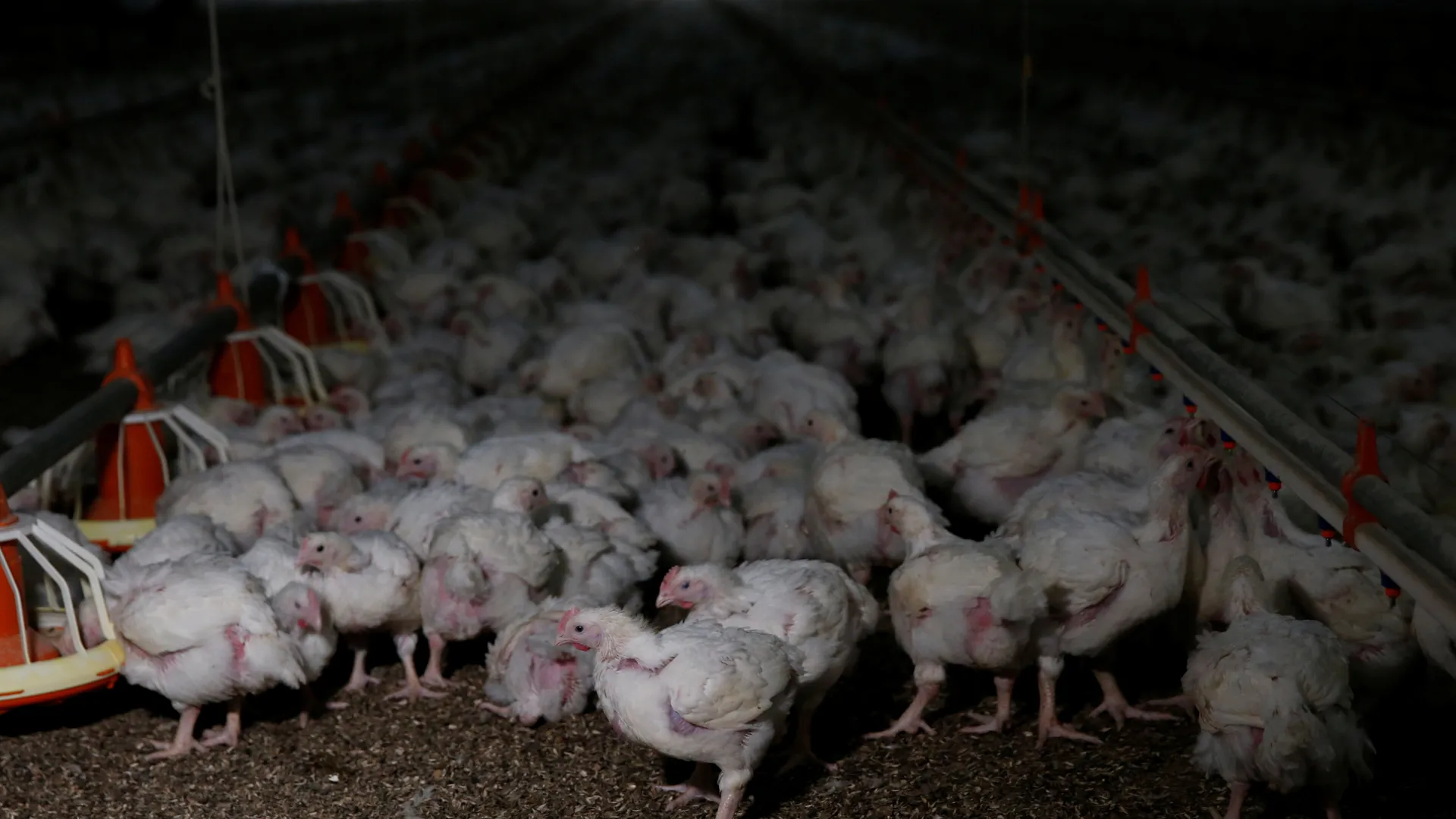 S. African poulterer reports loss of $109M due to bird flu, electricity impact