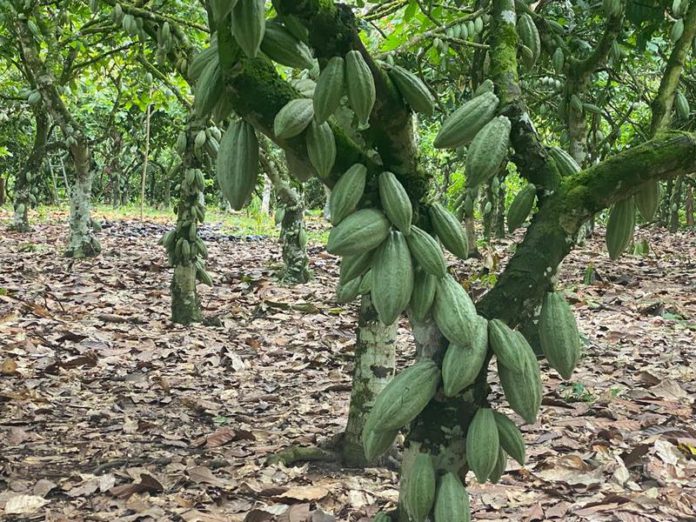 Ghana’s Cocobod continues efforts to secure syndicated loan