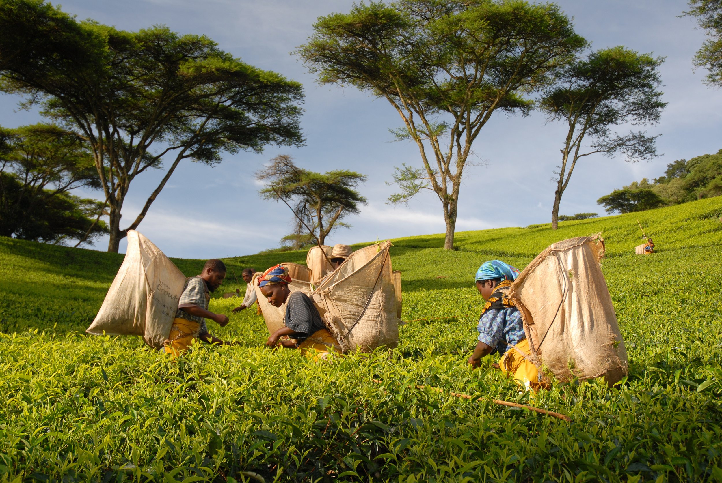 Kenya and Malawi brew unique experiences in tea tourism