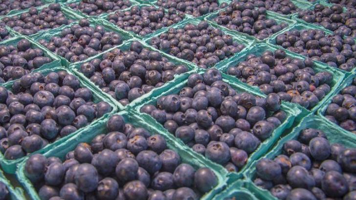 Report shows Zimbabwe as fastest growing exporter of blueberries
