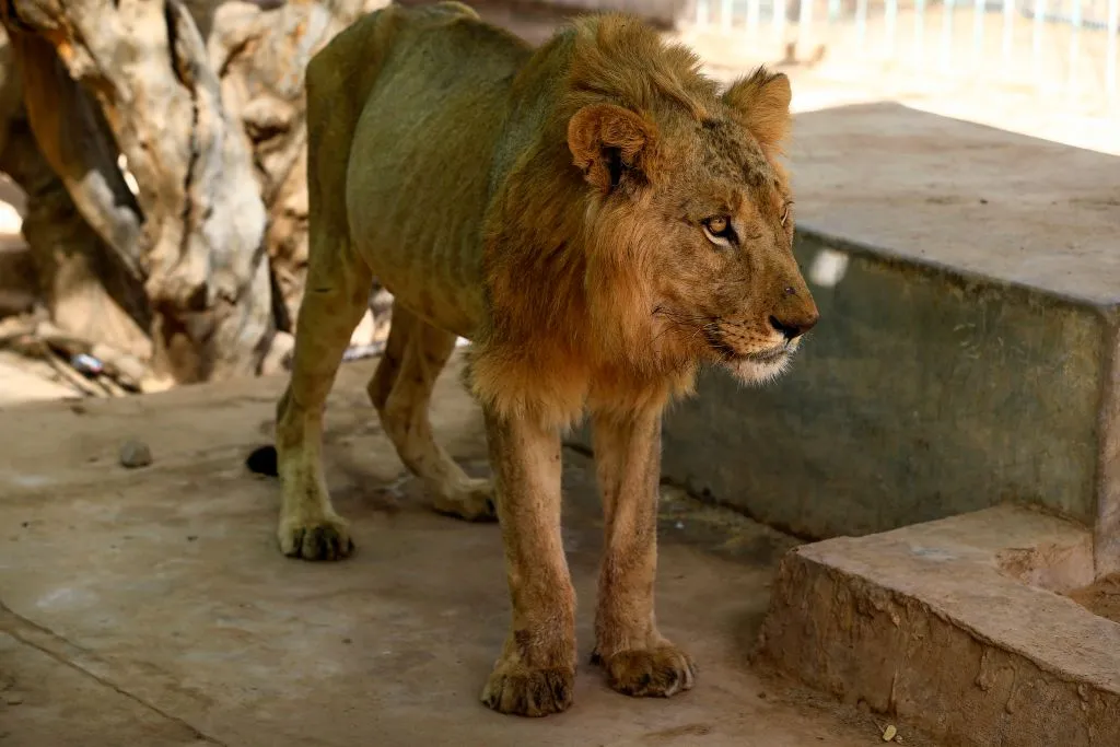 Starving lions rescued from Sudan conflict zone