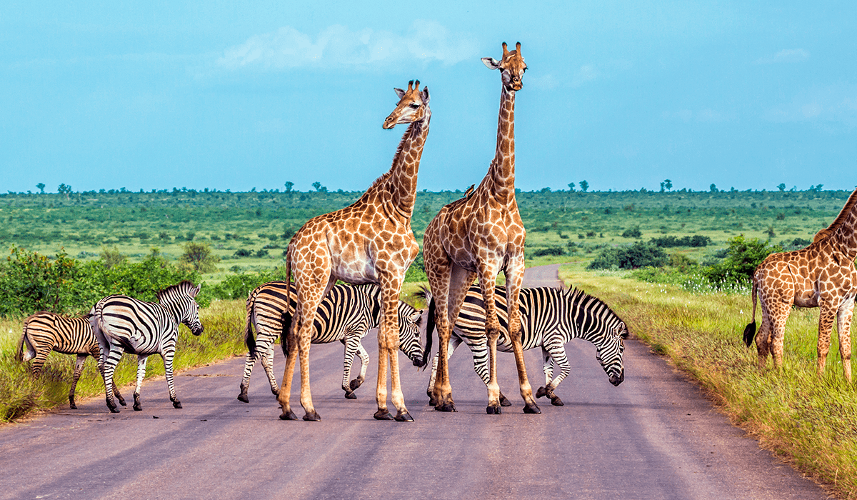 Africa’s exceptional biodiversity faces challenges