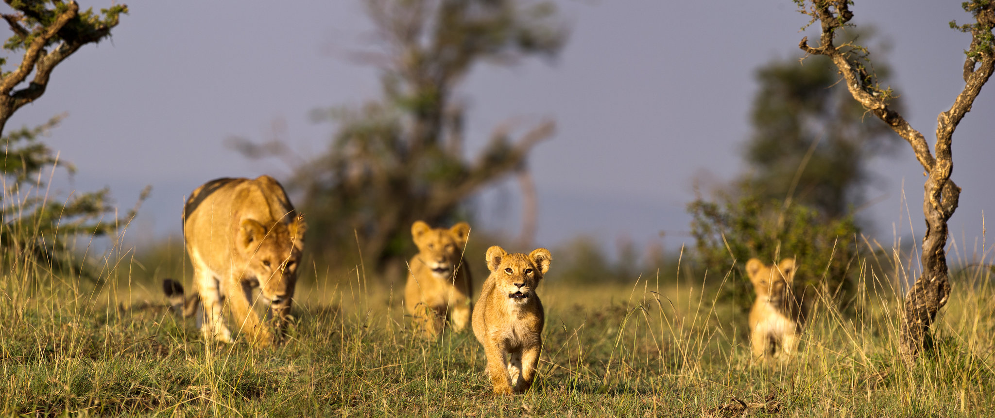Kenya’s growing lion population bucks global trends