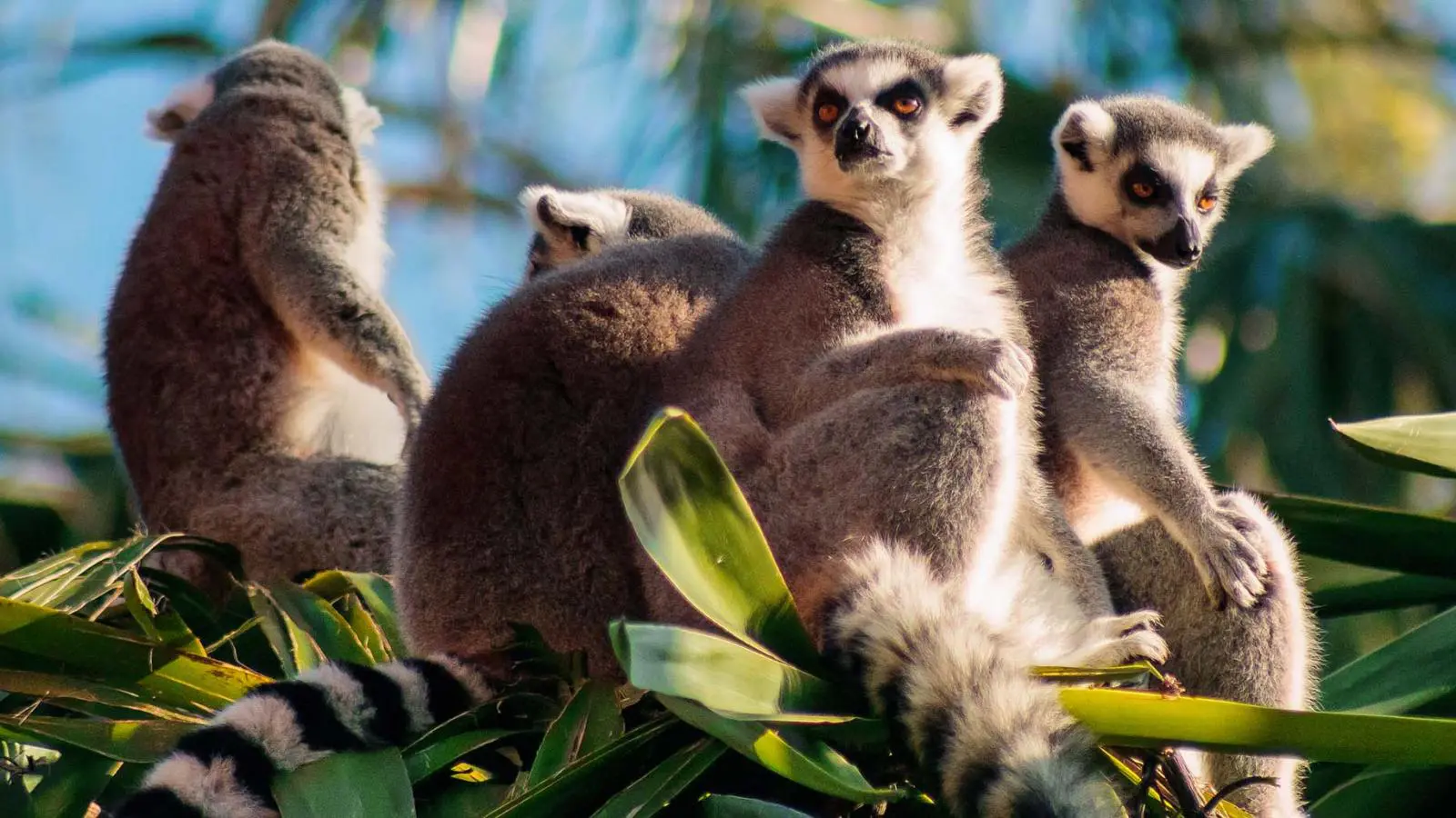 Lemurs, Chameleons, and Songbirds: Madagascar’s exclusive wildlife