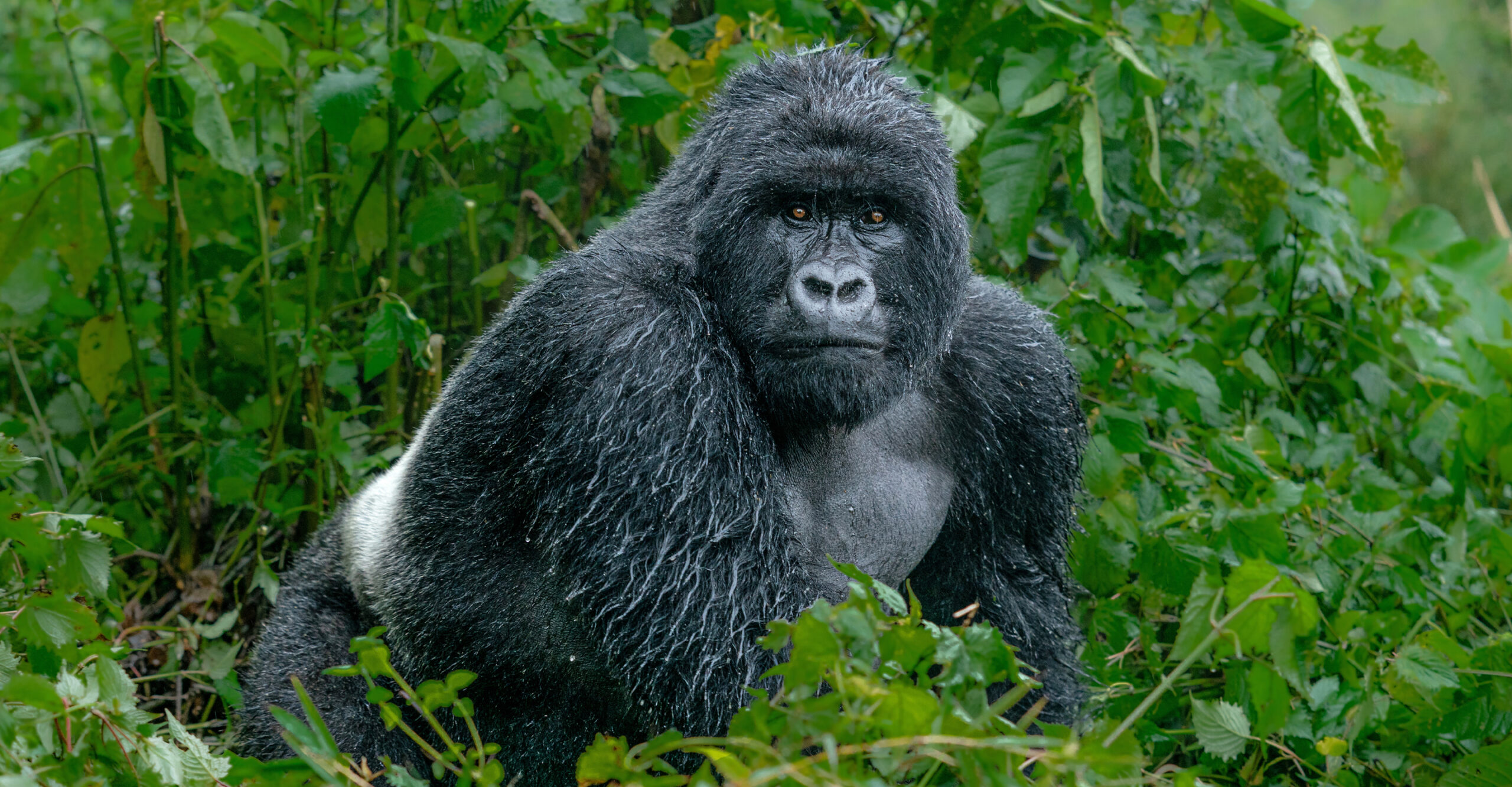 Hope for Mountain Gorillas: Conservation efforts yield results