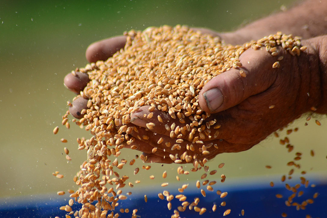 Zimbabwe accepts Russian wheat as El Nino looms