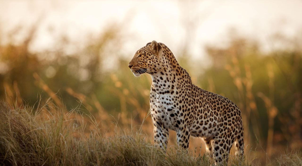 Exploring the richness of African proverbs