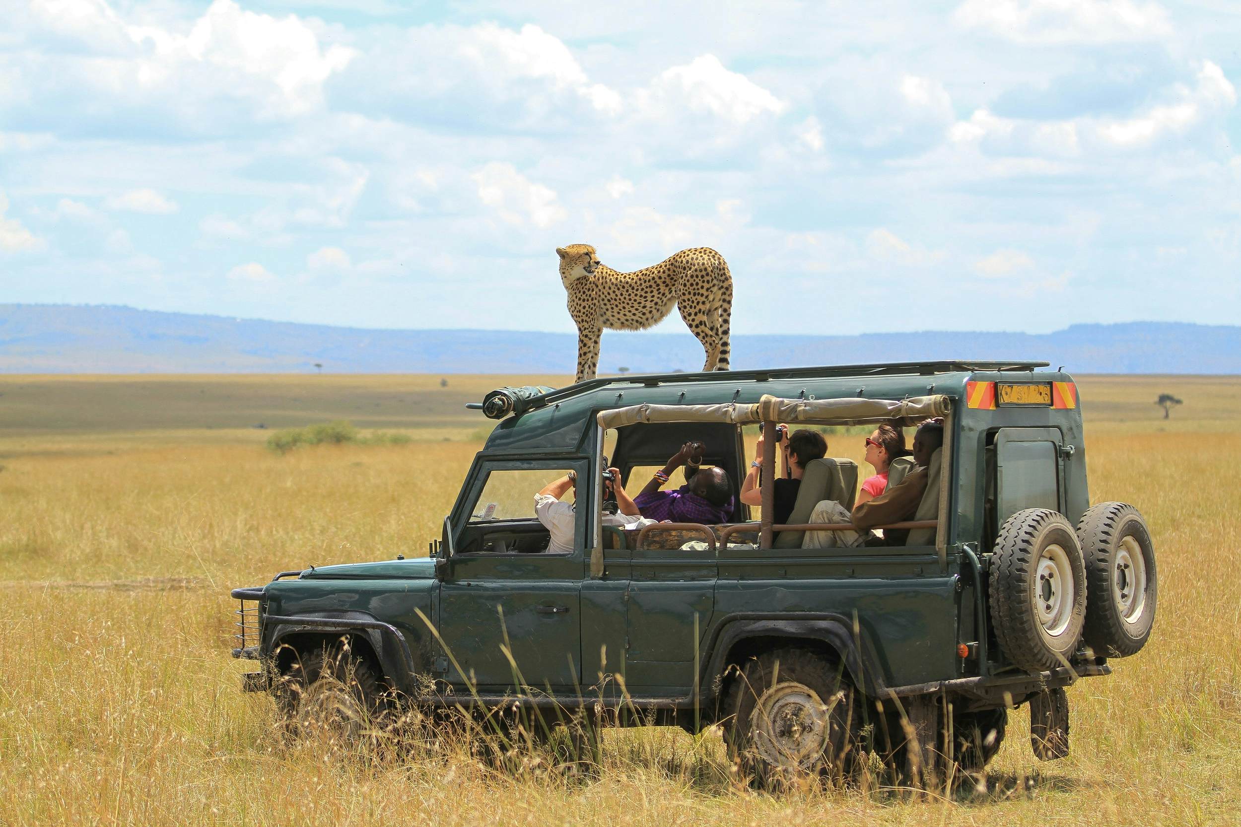Discover Africa’s iconic wildlife on safari
