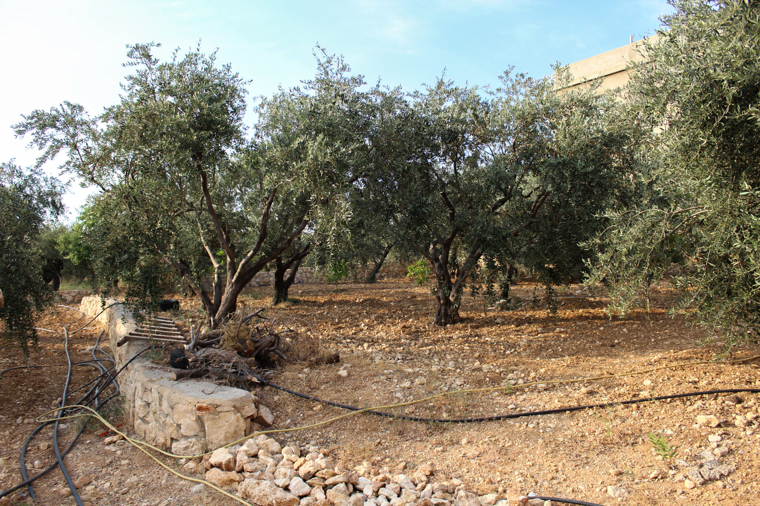 S. Lebanon faces environmental crisis as Israel targets olive trees