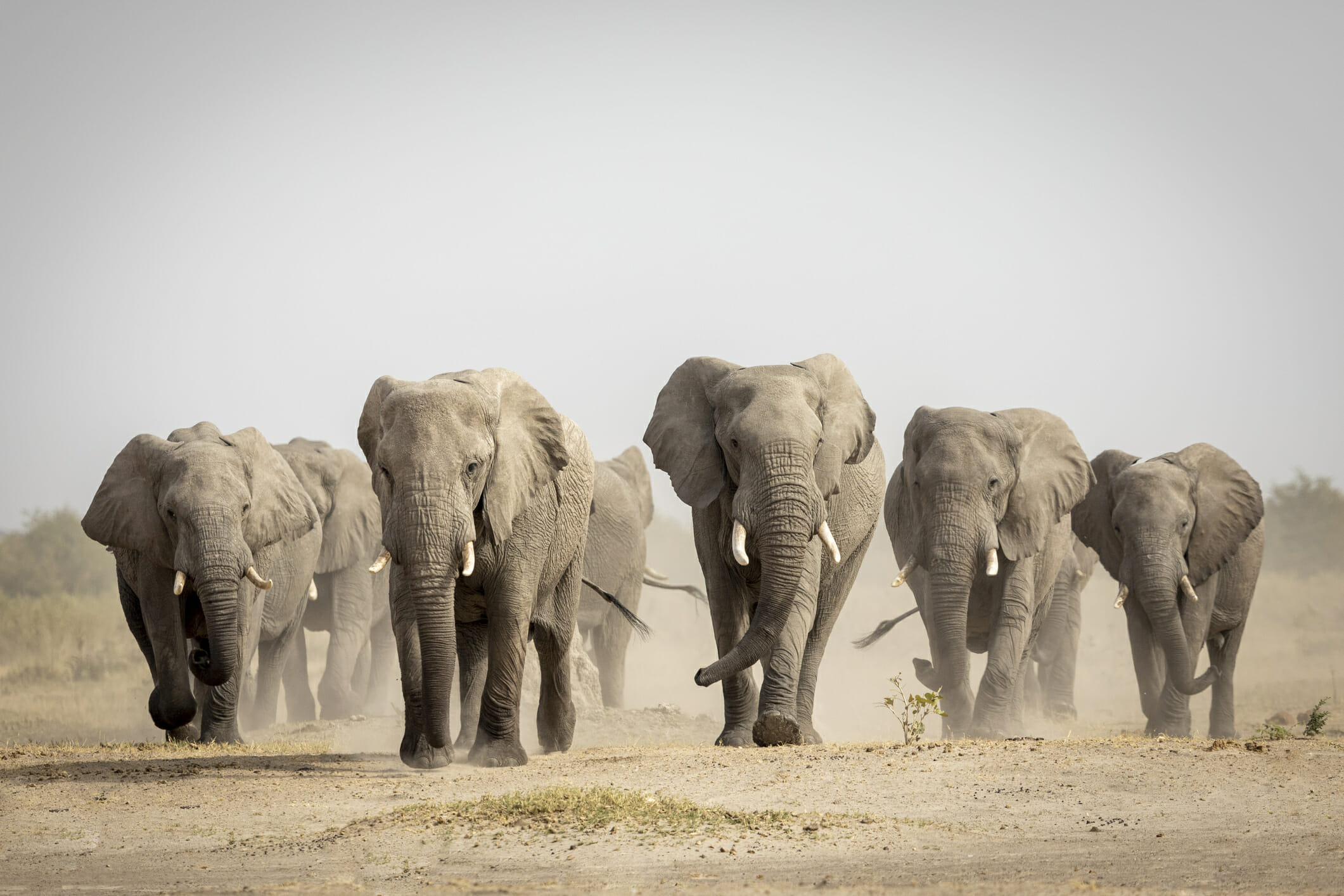 Botswana threatens to relocate elephants to Germany