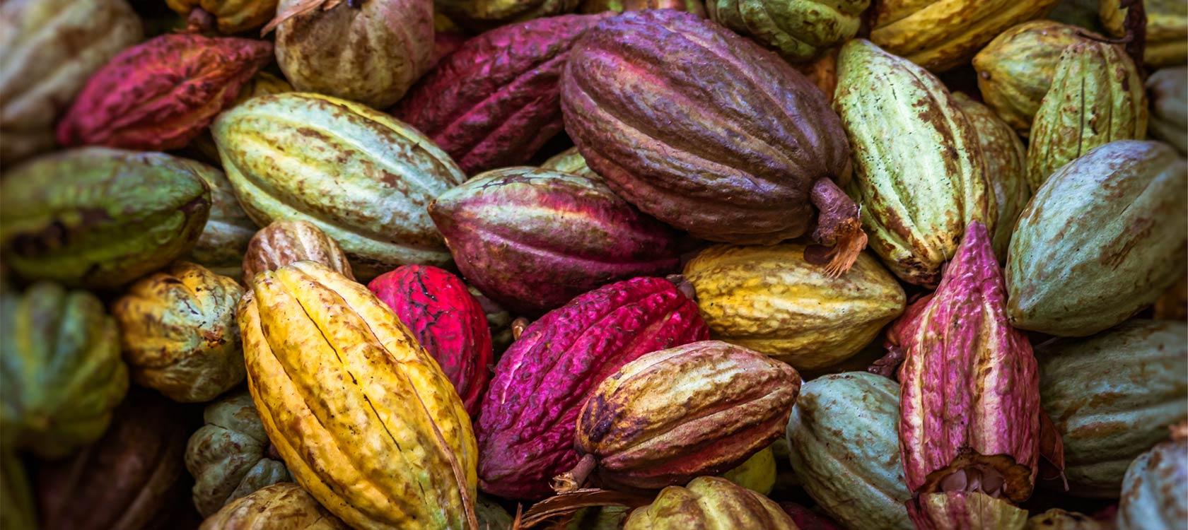 Ghana set to raise cocoa farmgate price significantly