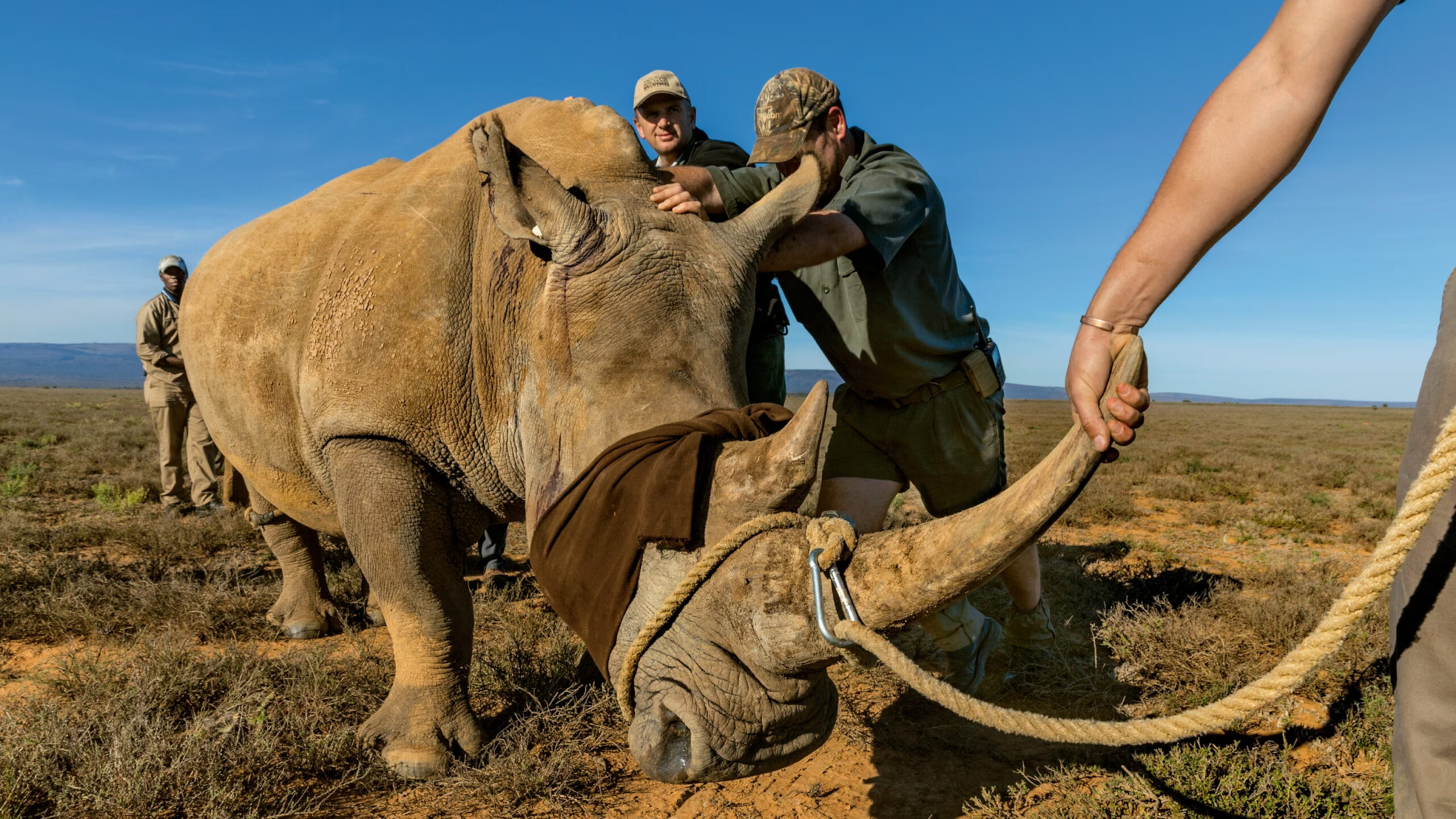 Namibia grapples with rising rhino poaching