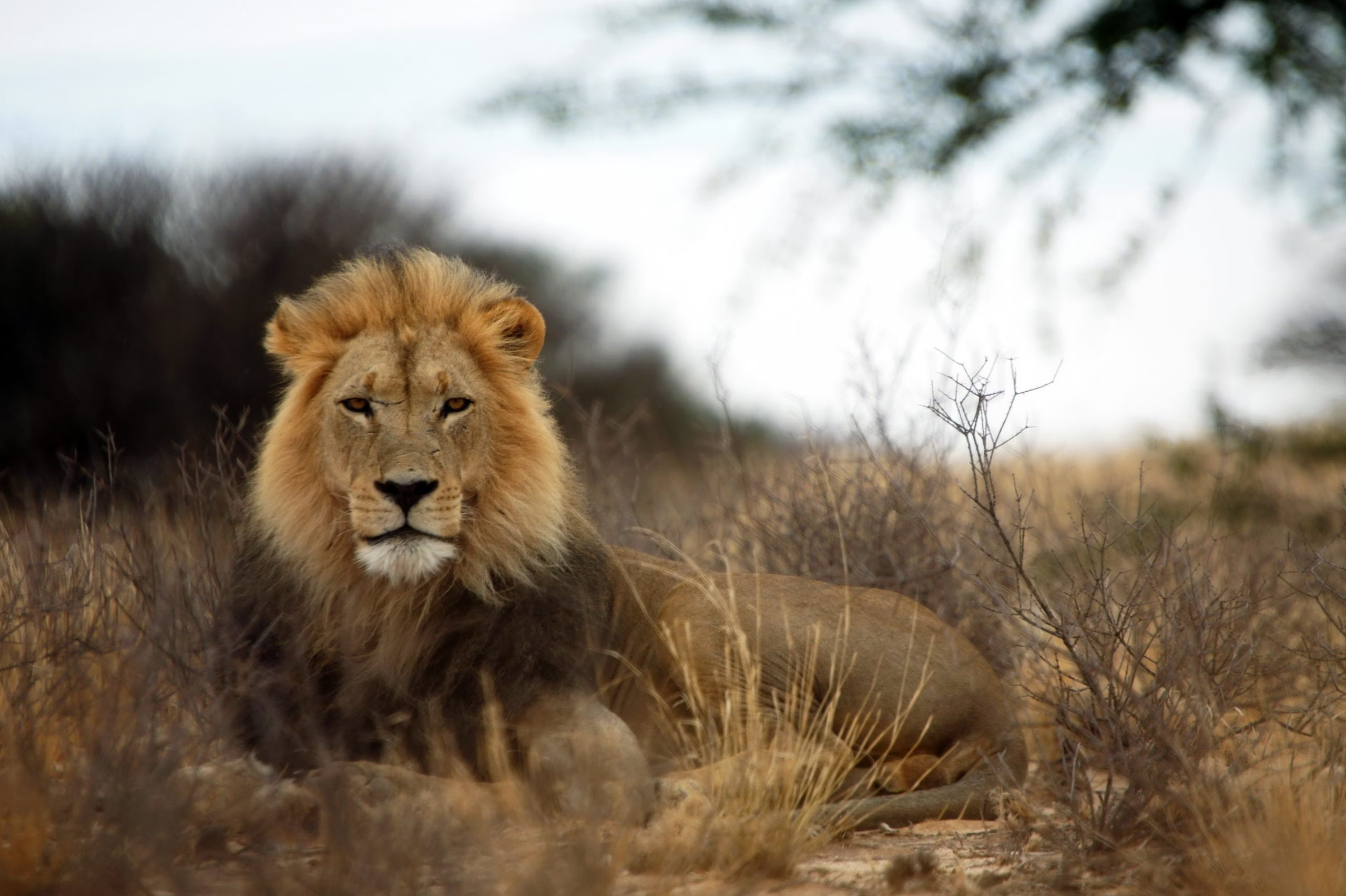 South Africa moves to ban captive-bred lion hunts