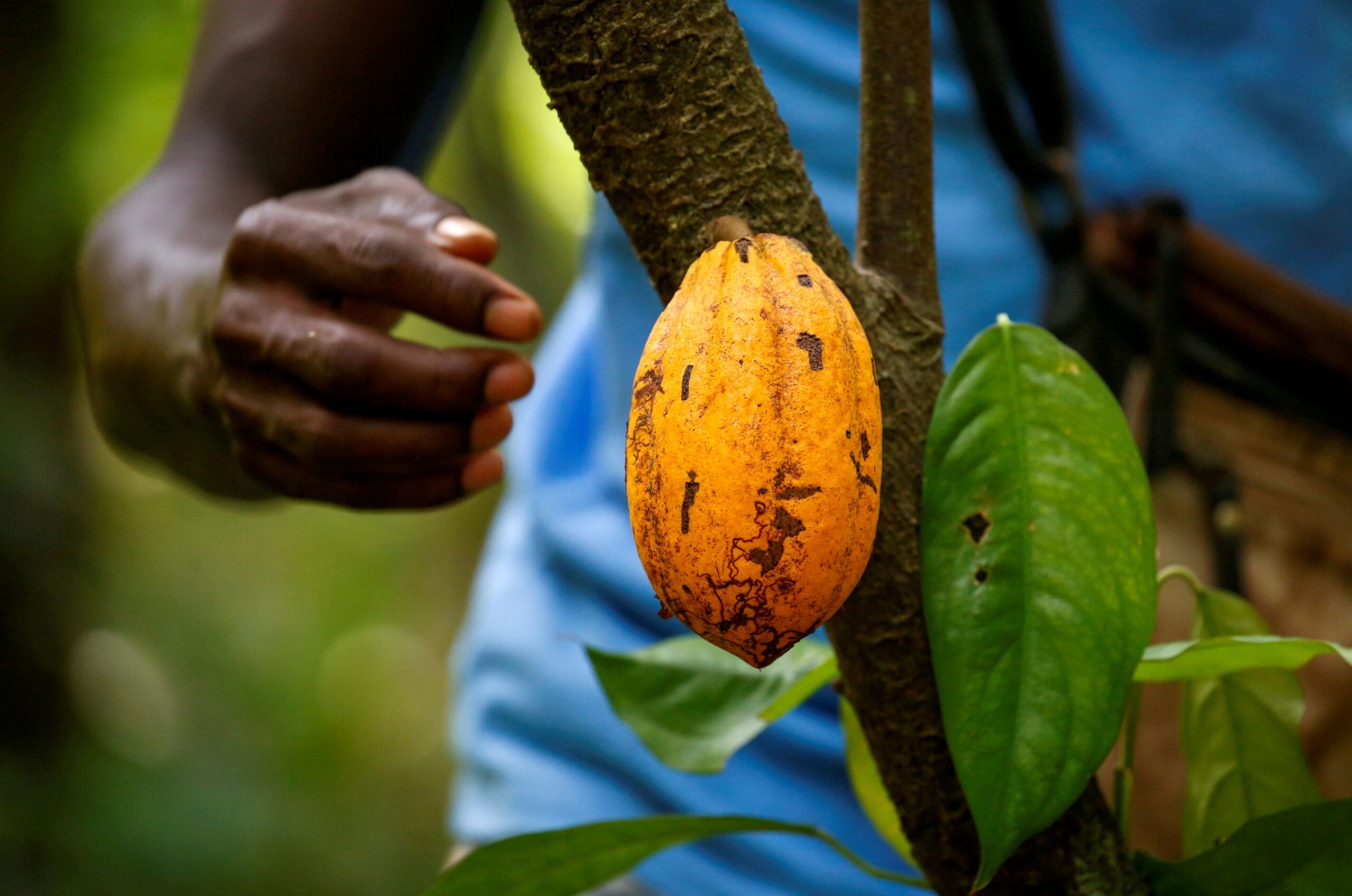 Significant cocoa price bump in Ivory Coast