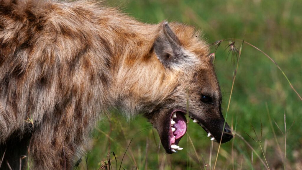 Pet owners unite amid surge of rabid hyena attacks in Nairobi