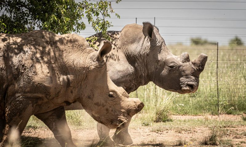 Dozens of southern white rhinos rewilded in South Africa