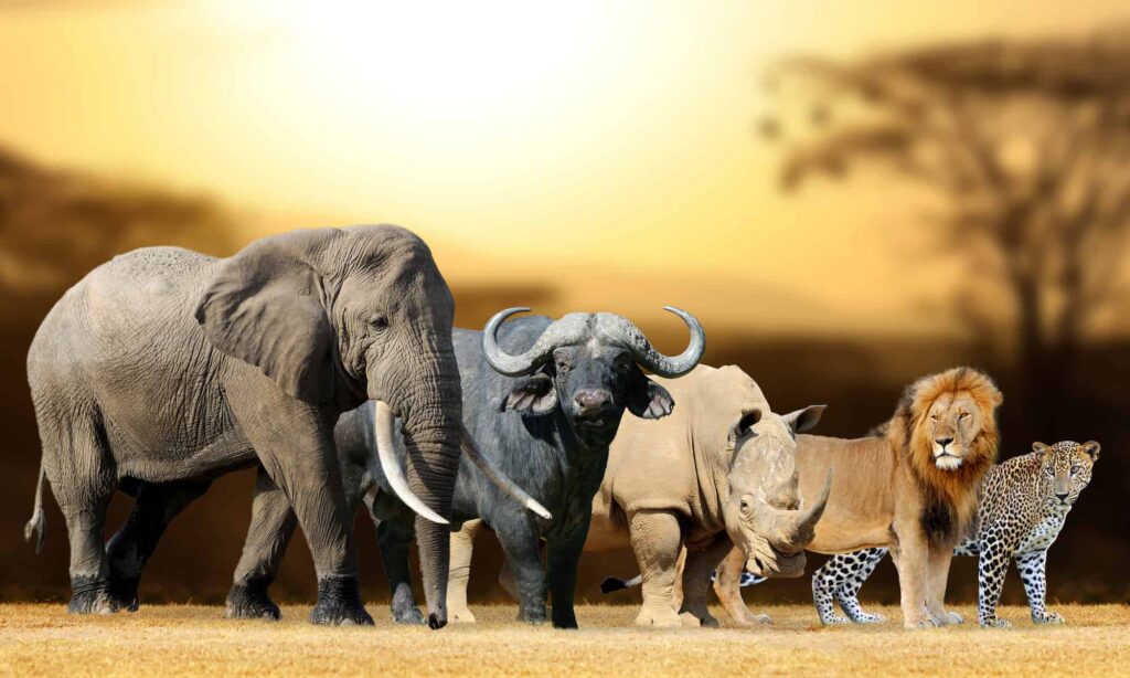 Africa’s magnificent ‘big five’: Icons of wildlife diversity
