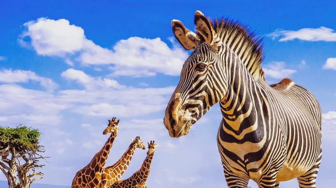 Africa’s natural wonders: A tourist magnet