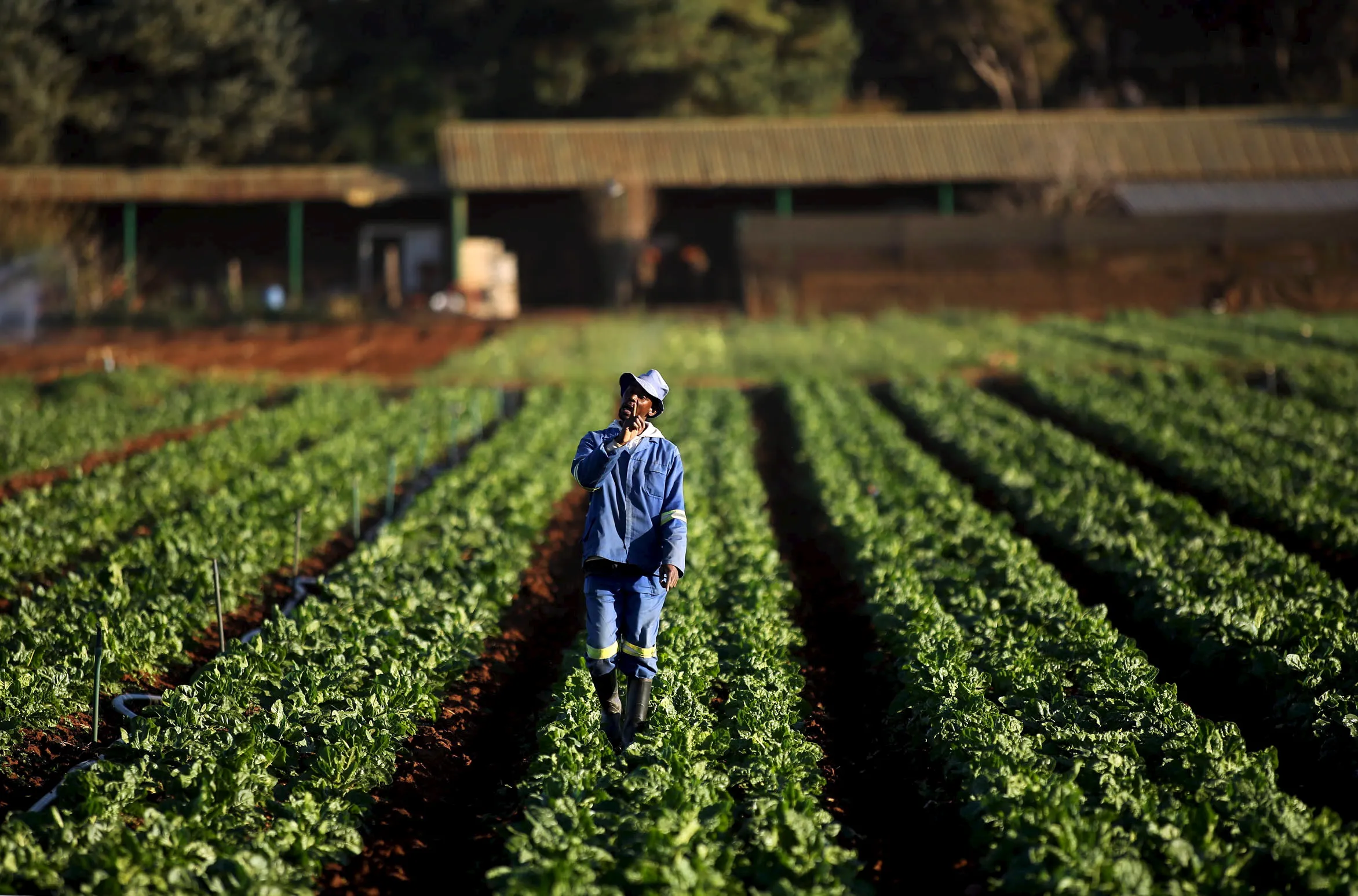 Agriculture drives African economies