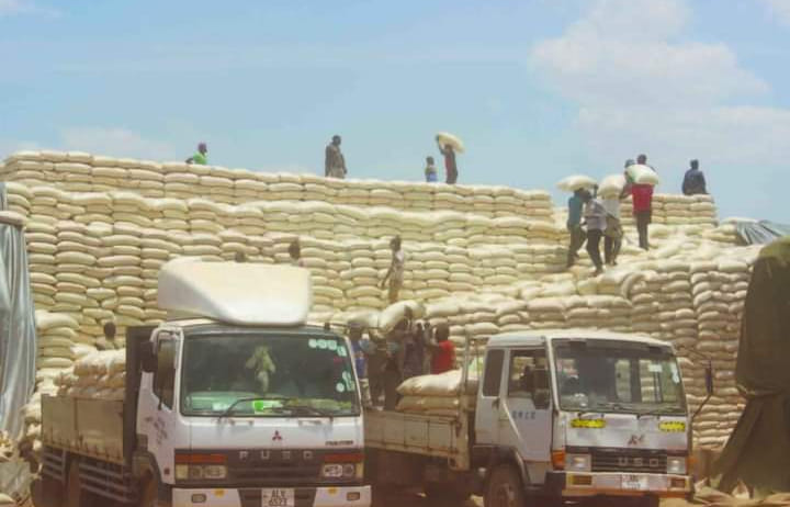 Zambia to import 650,000 tons of maize from Tanzania