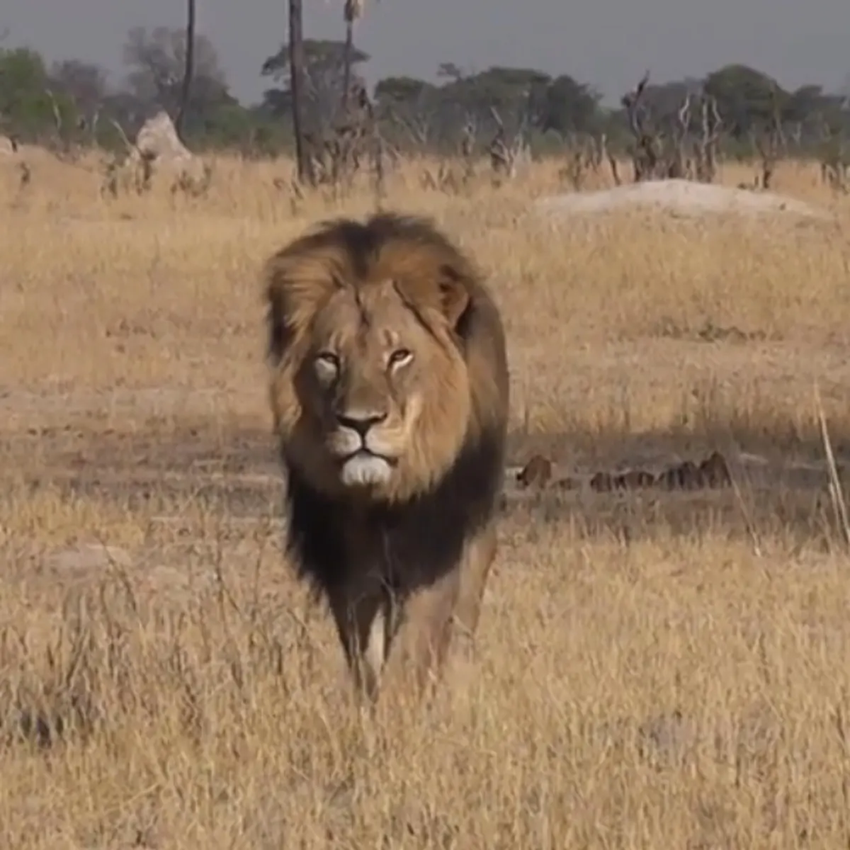 Zambia kills stray lions, prompts school closures