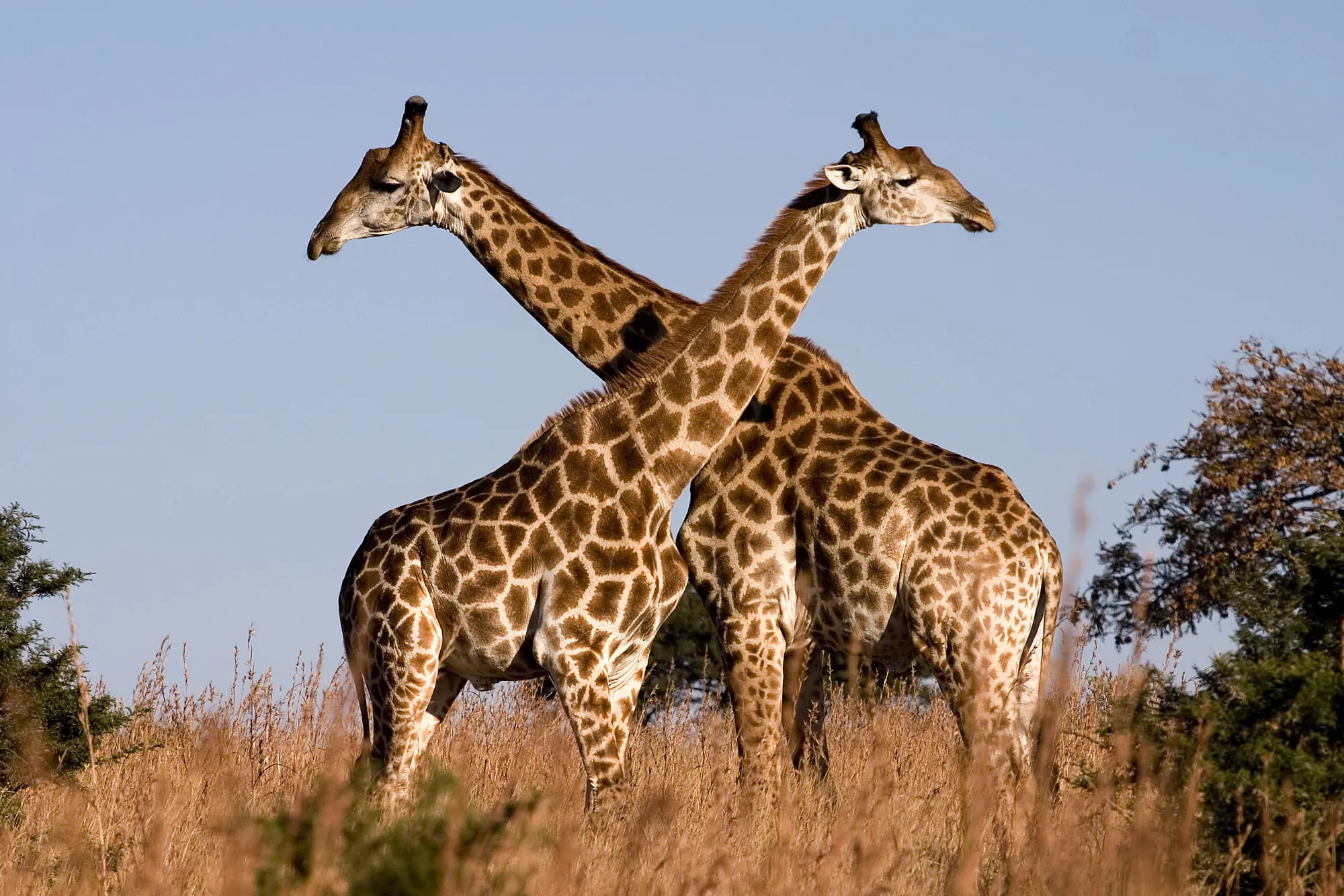 How spot patterns are saving Giraffe species