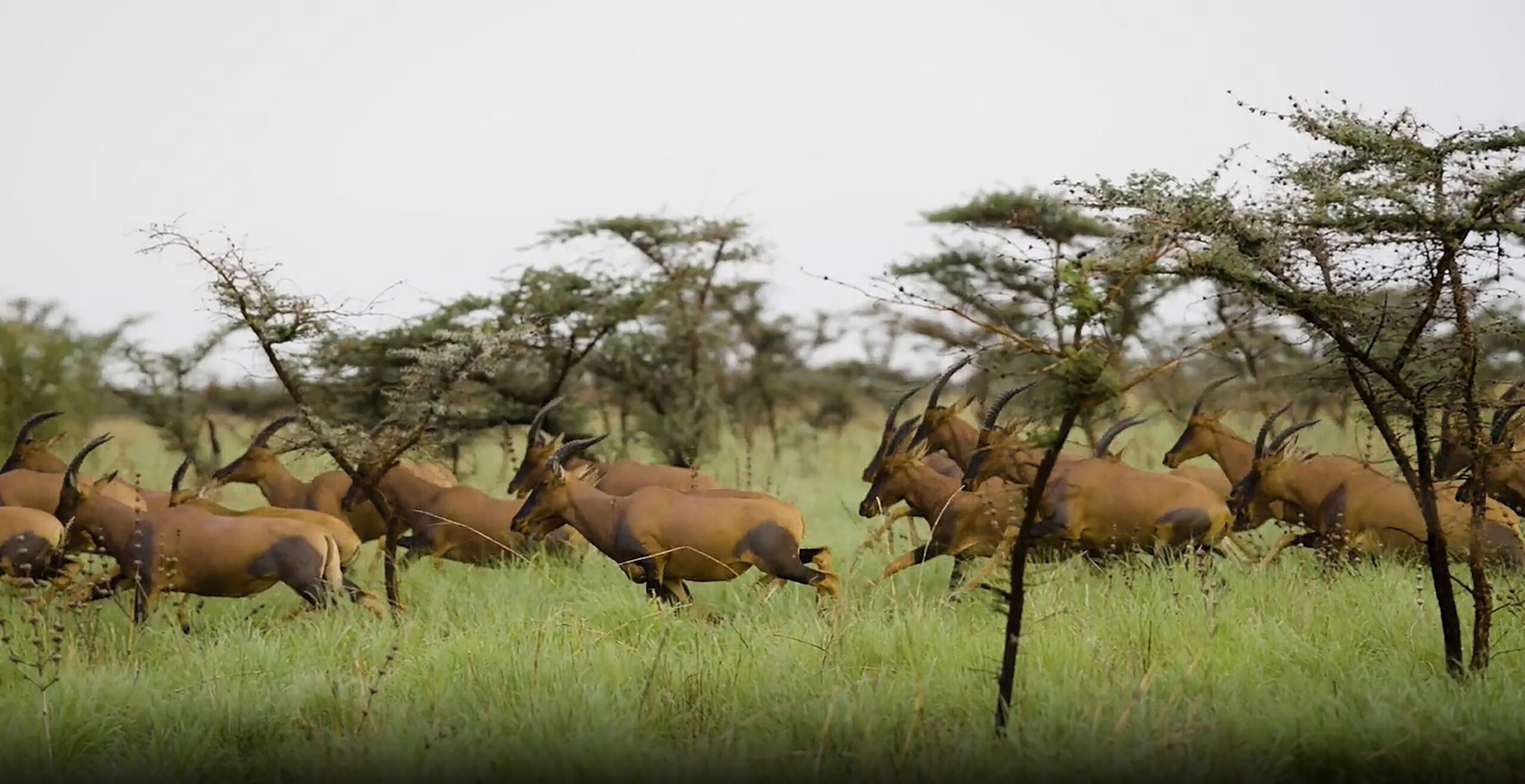 Millions of antelope discovered in migration in South Sudan