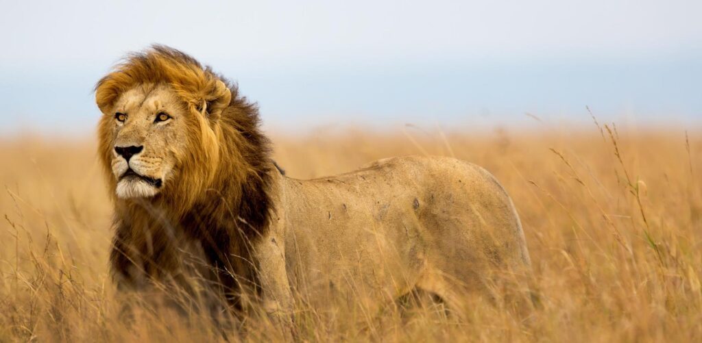 Kenya’s safari tourism shines