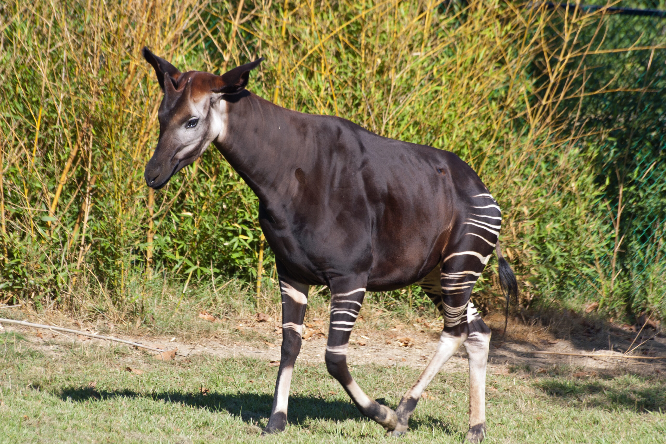 Africa’s endemic Okapi and Fynbos vegetation
