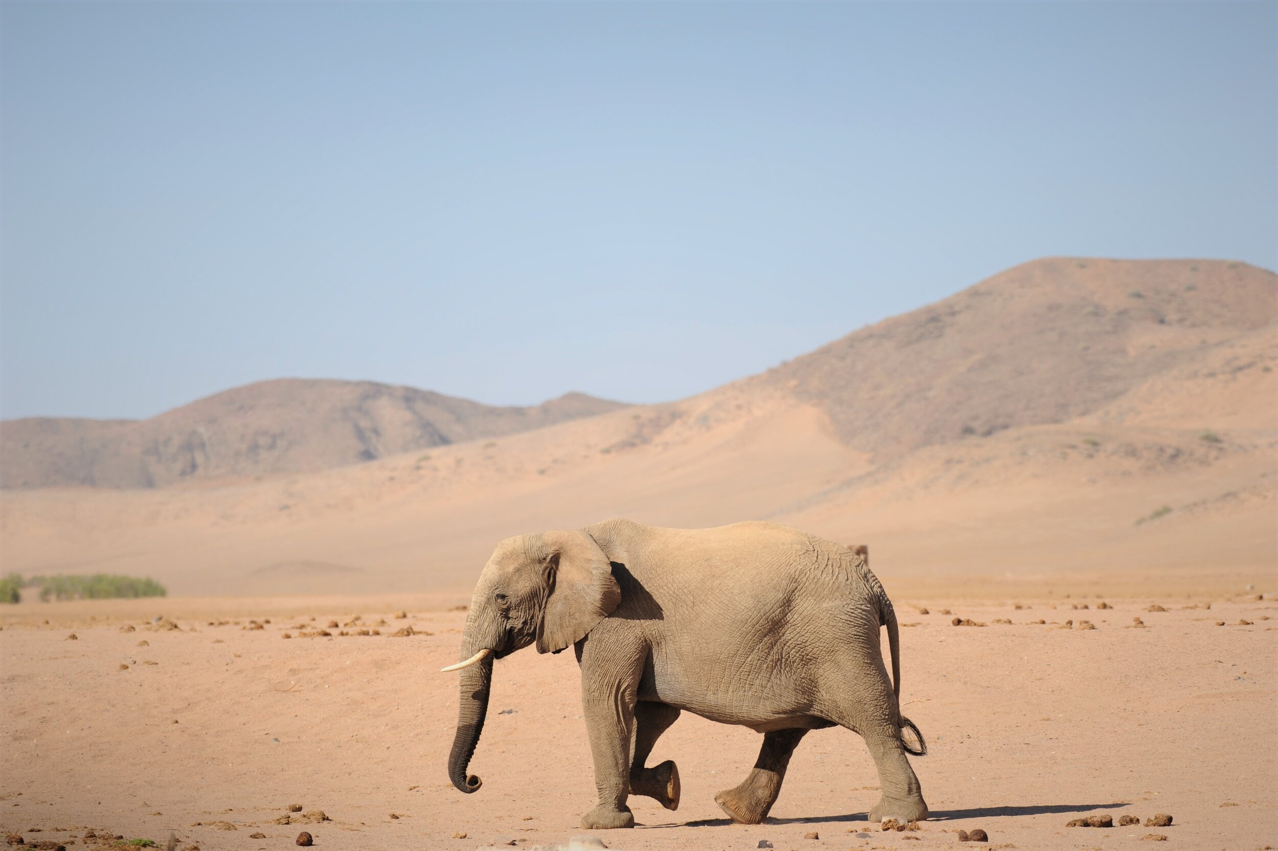 Unique desert elephants thrive in Namibia