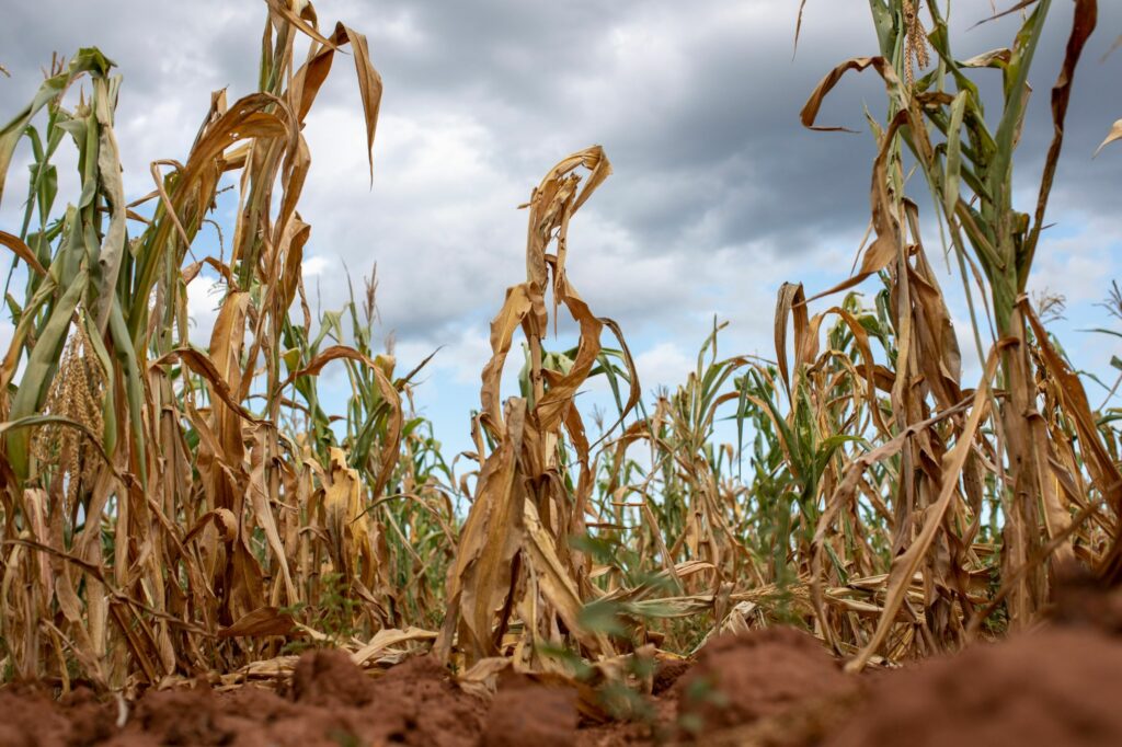 IMF predicts slower growth for drought-stricken Zimbabwe