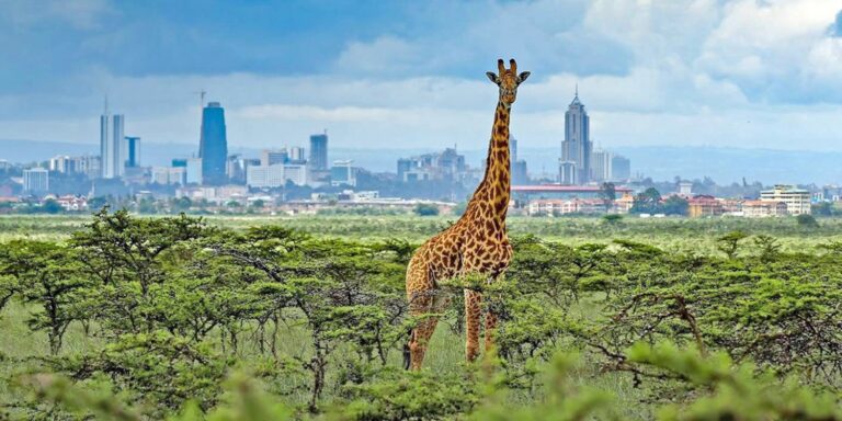 Nairobi Where Wildlife Meets Urban Splendor The Sudan Times nairobi-where-wildlife-meets-urban-splendor-the-sudan-times