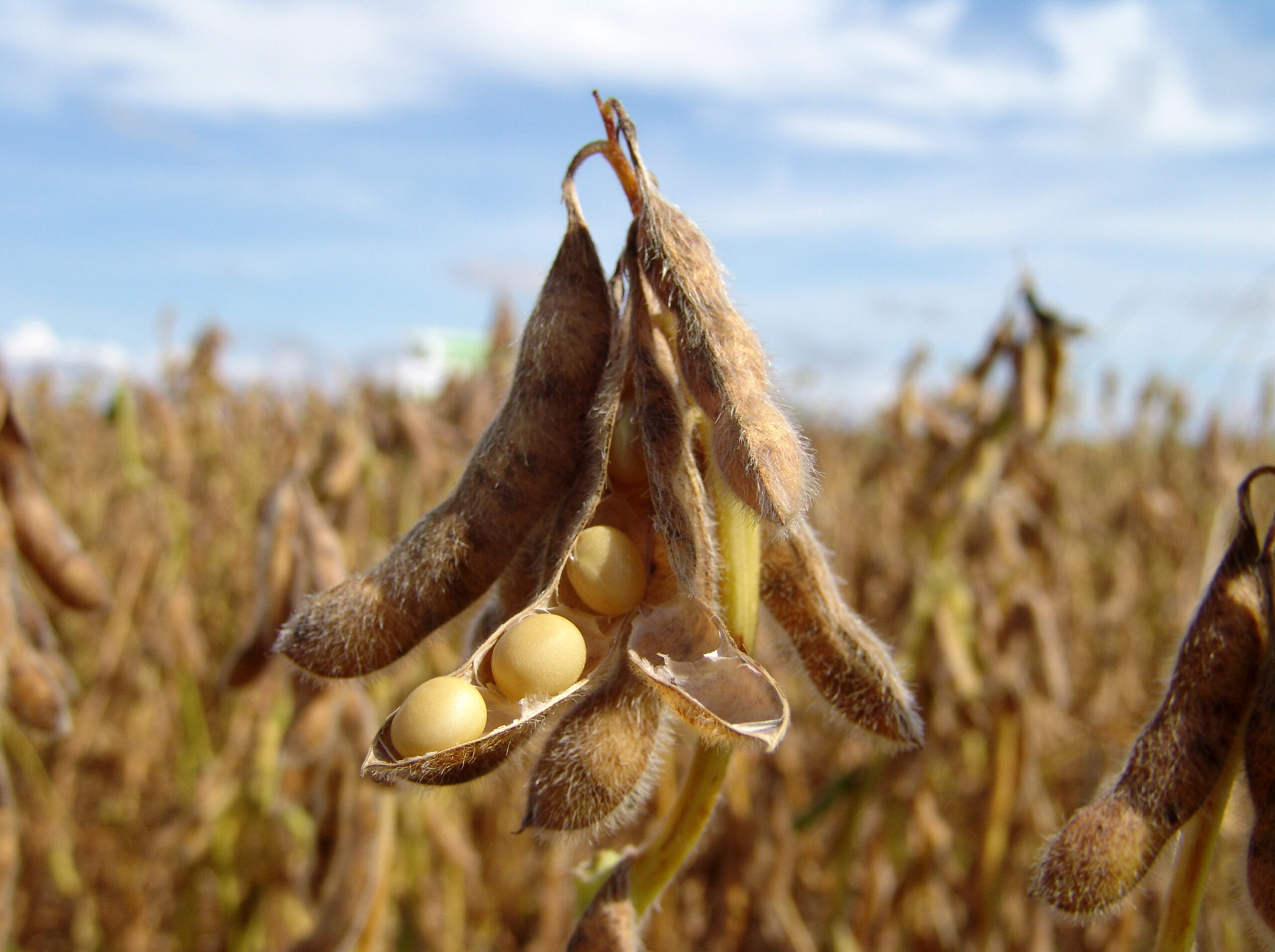 Saudi Arabia eyes major red meat, soybeans import from Nigeria