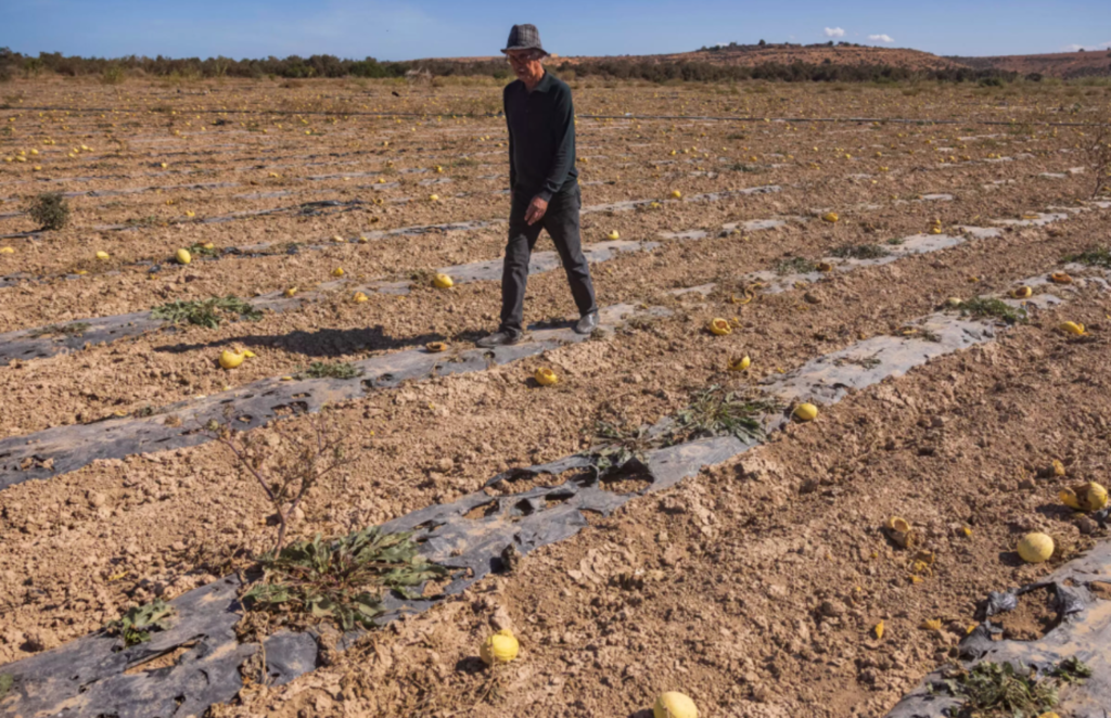 Morocco’s wheat fields wither under six-year drought