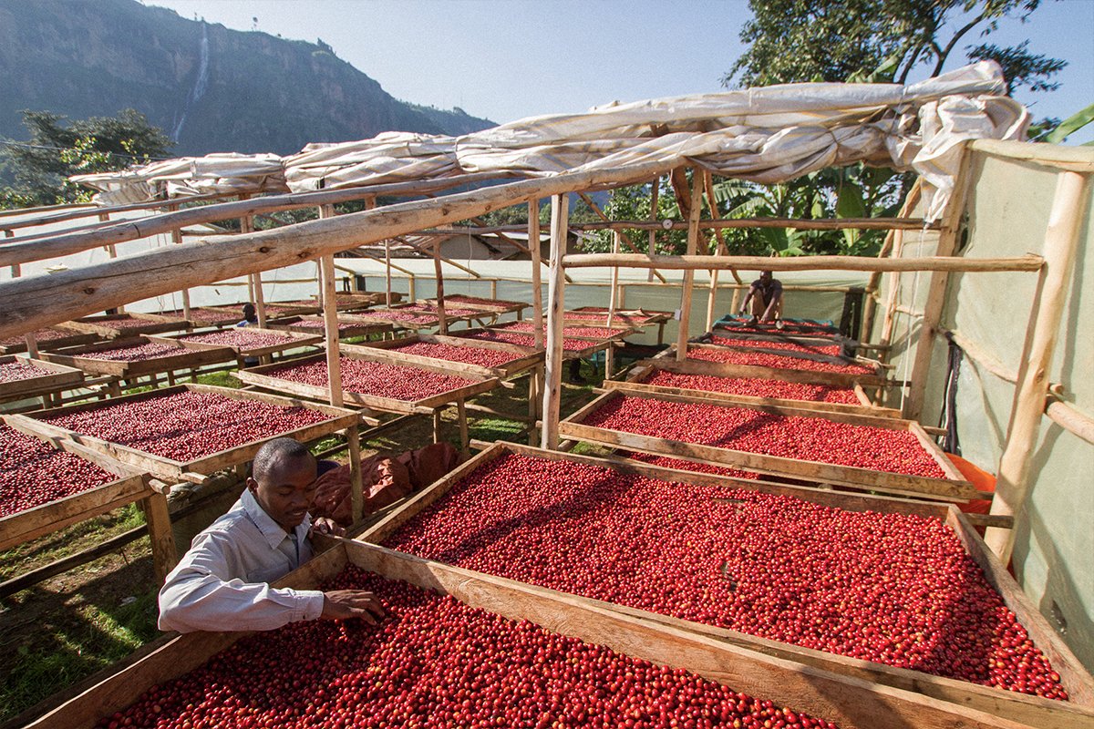 Ugandan coffee soars as south sees big yields