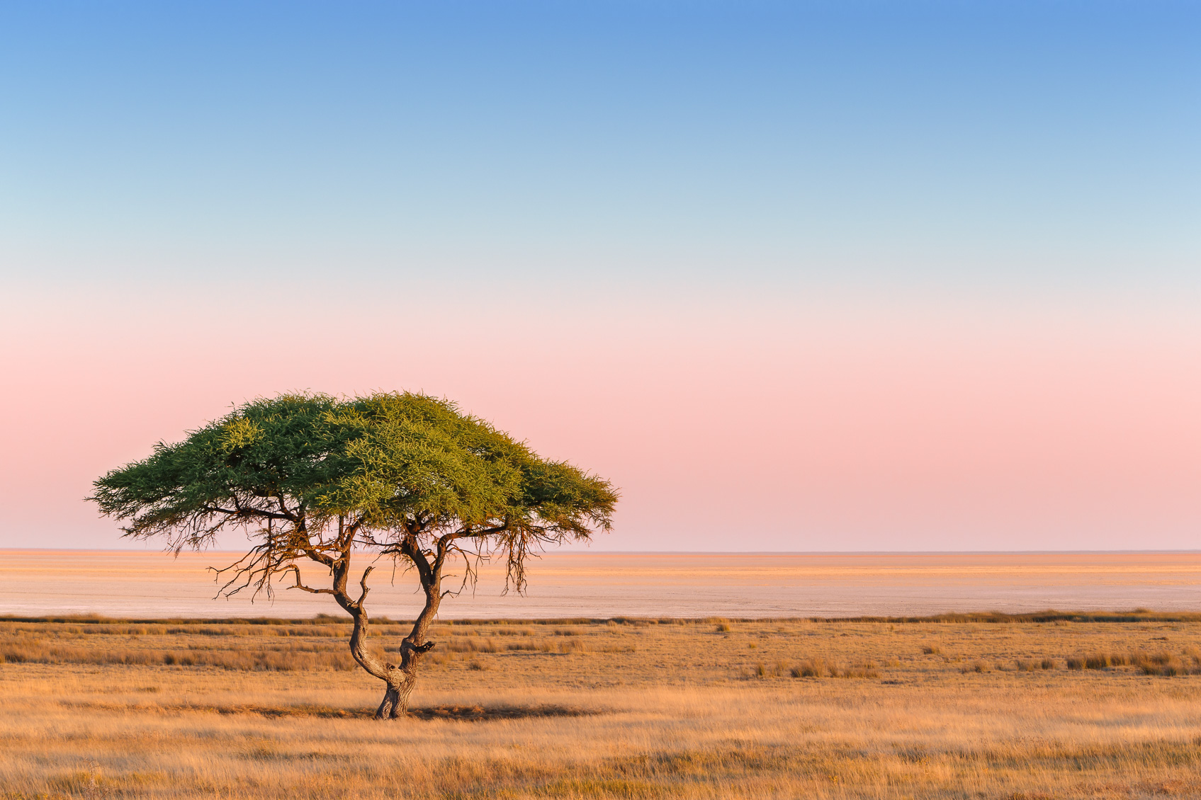 Resilient Acacia Trees thrive in harsh African savannas