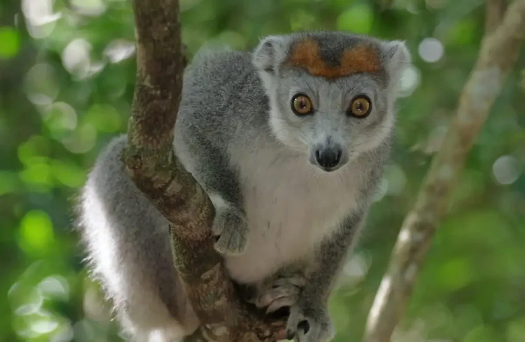 Madagascar: Home to 90% unique wildlife