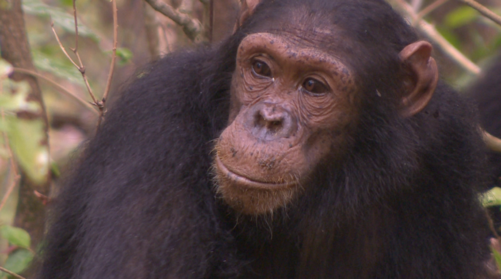 Tanzania rushes to protect Gombe’s famous chimpanzees
