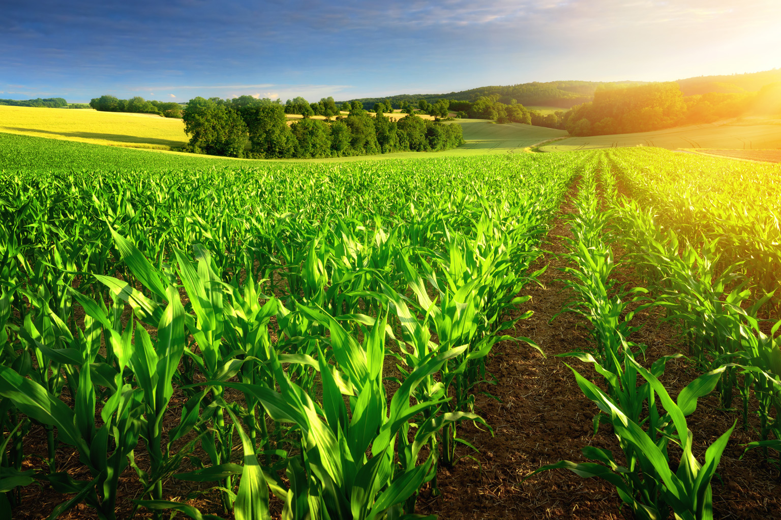 Organic farming flourishes in Africa