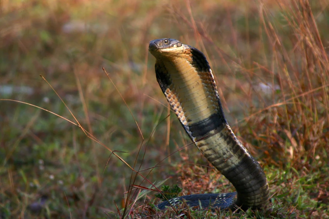 The king of the forest: West Africa’s king cobra?