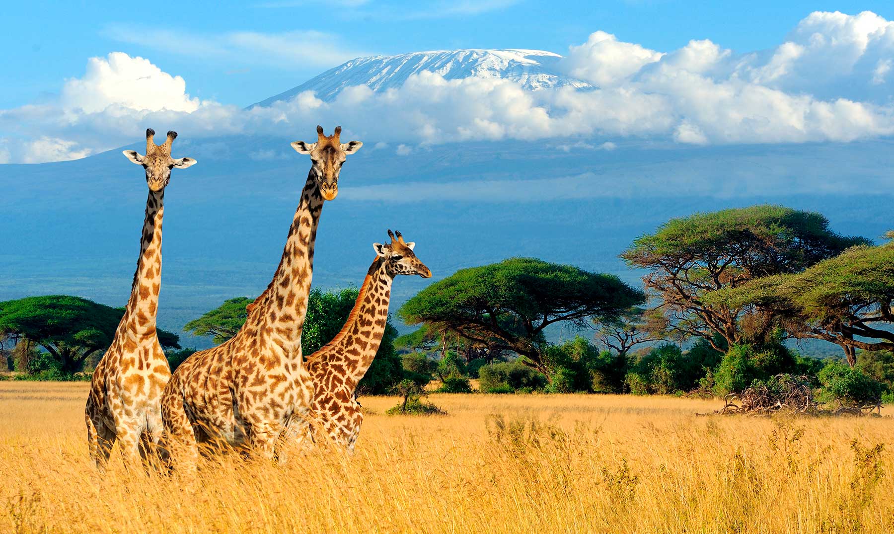 Tourism powers Africa’s economic growth