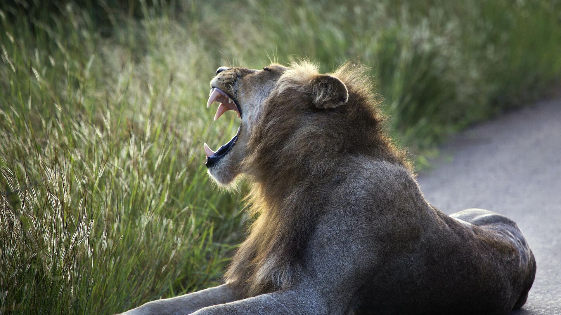 Zookeeper fatally attacked by lion in Nigeria