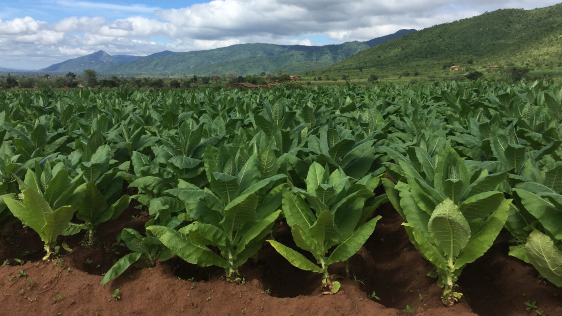 Malawi tobacco industry thrives amidst harsh conditions