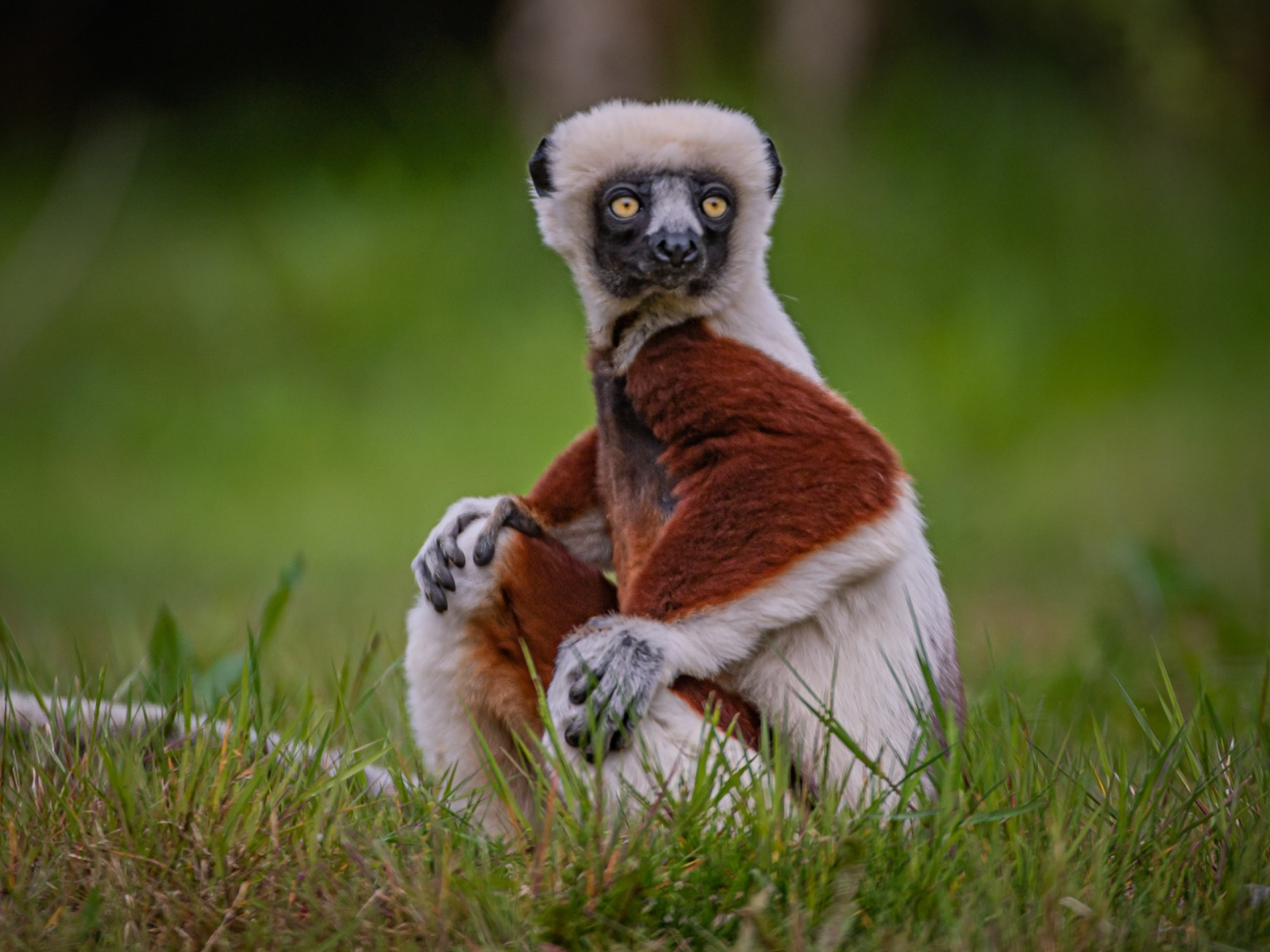 Madagascar’s lemurs delight with ‘Sifaka Dance’
